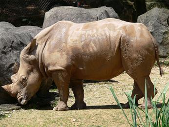 The big 5 African Rhino